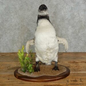 Magellanic Penguin Bird Mount For Sale #16970 @ The Taxidermy Store