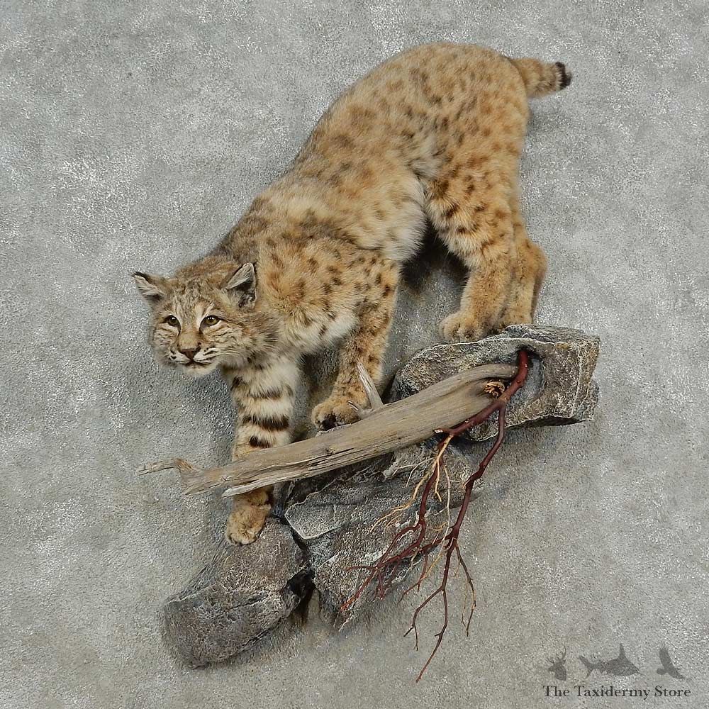 Bobcat Life-Size Mount For Sale #16900 @ The Taxidermy Store