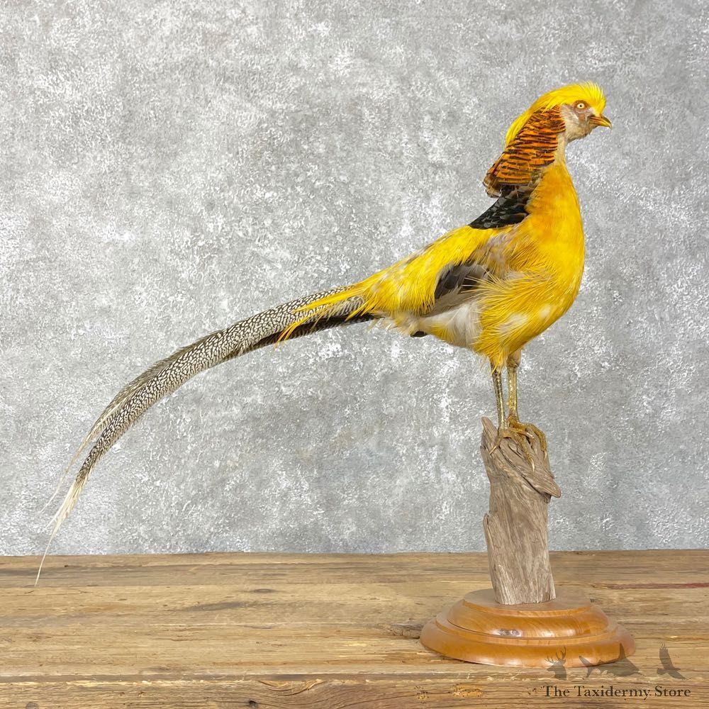 Golden Pheasant Mount For Sale #24830 @ The Taxidermy Store