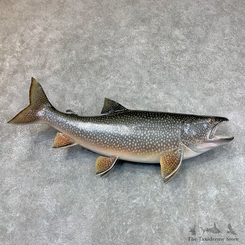 Lake Trout Freshwater Fish Mount For Sale #22484 @ The Taxidermy Store