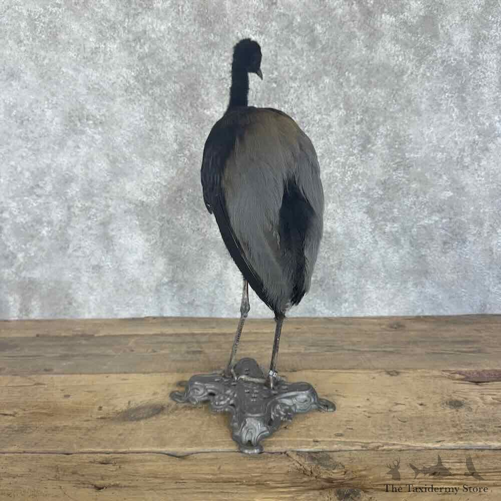 Grey-Winged Trumpeter Bird Mount For Sale #30700 @ The Taxidermy Store
