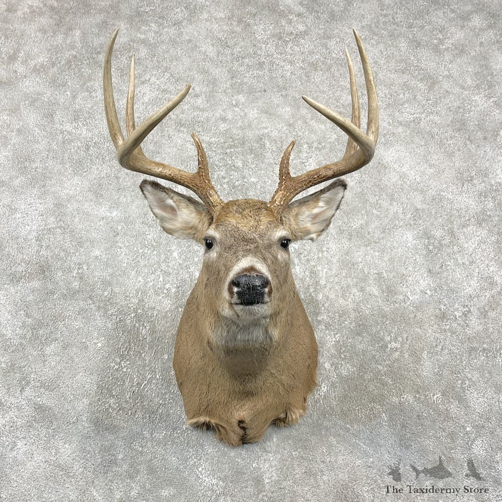 Whitetail Deer Shoulder Mount For Sale #25992 @ The Taxidermy Store