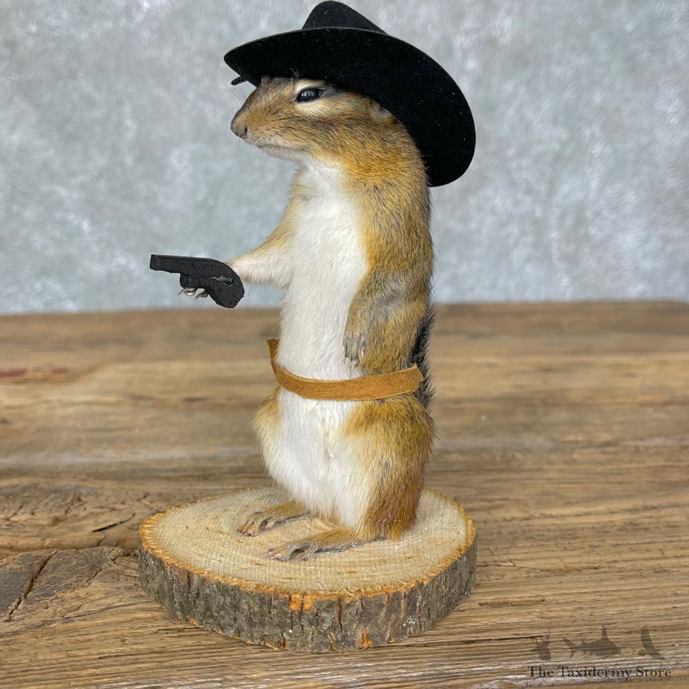 Cowboy Chipmunk Novelty Mount For Sale #24336 @ The Taxidermy Store