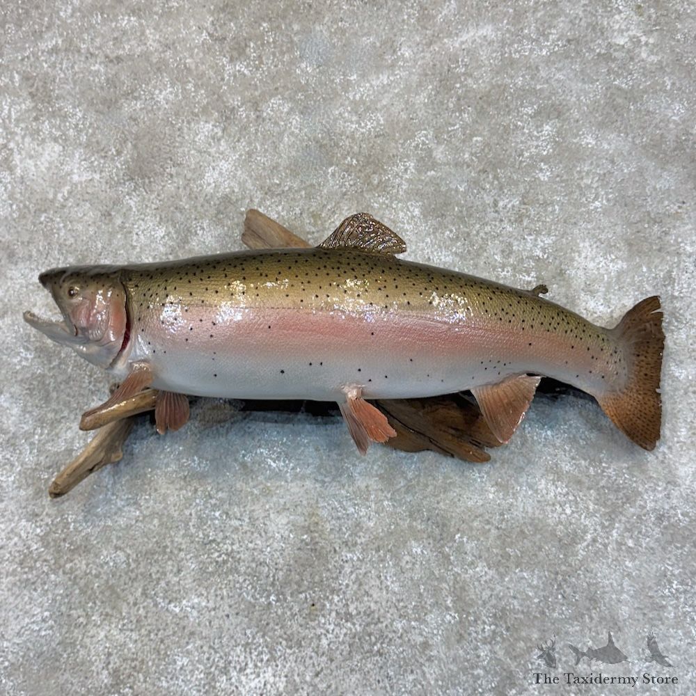 Rainbow Trout Fish Mount For Sale #30116 @ The Taxidermy Store