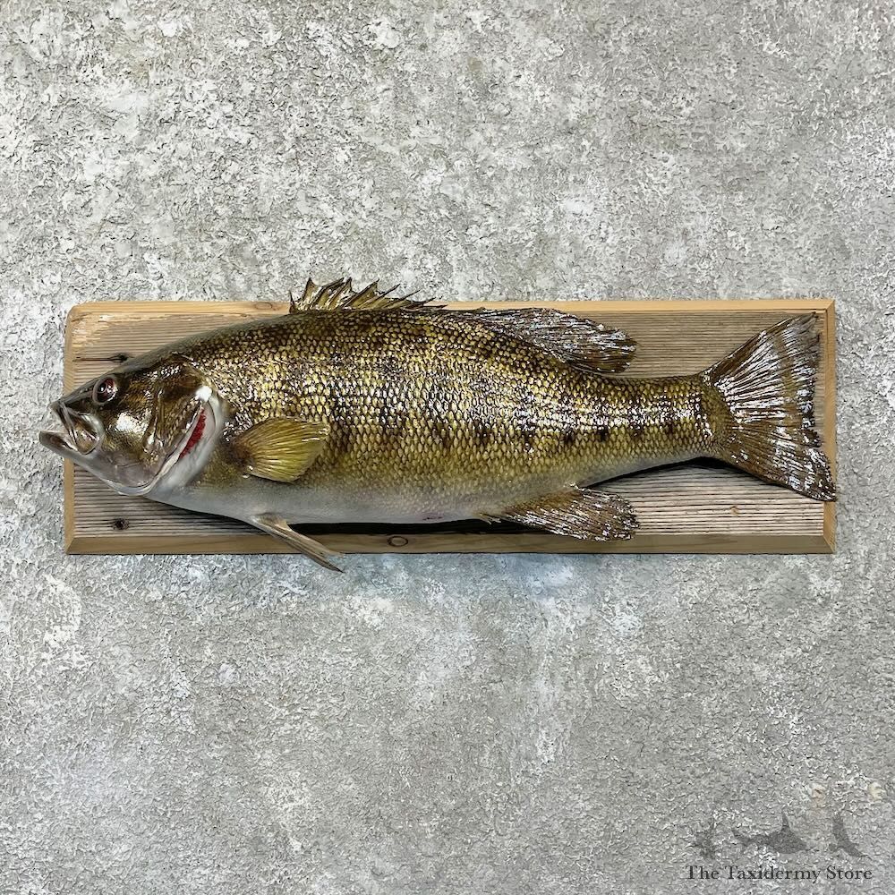 Smallmouth Bass Fish Mount For Sale #27812 @ The Taxidermy Store