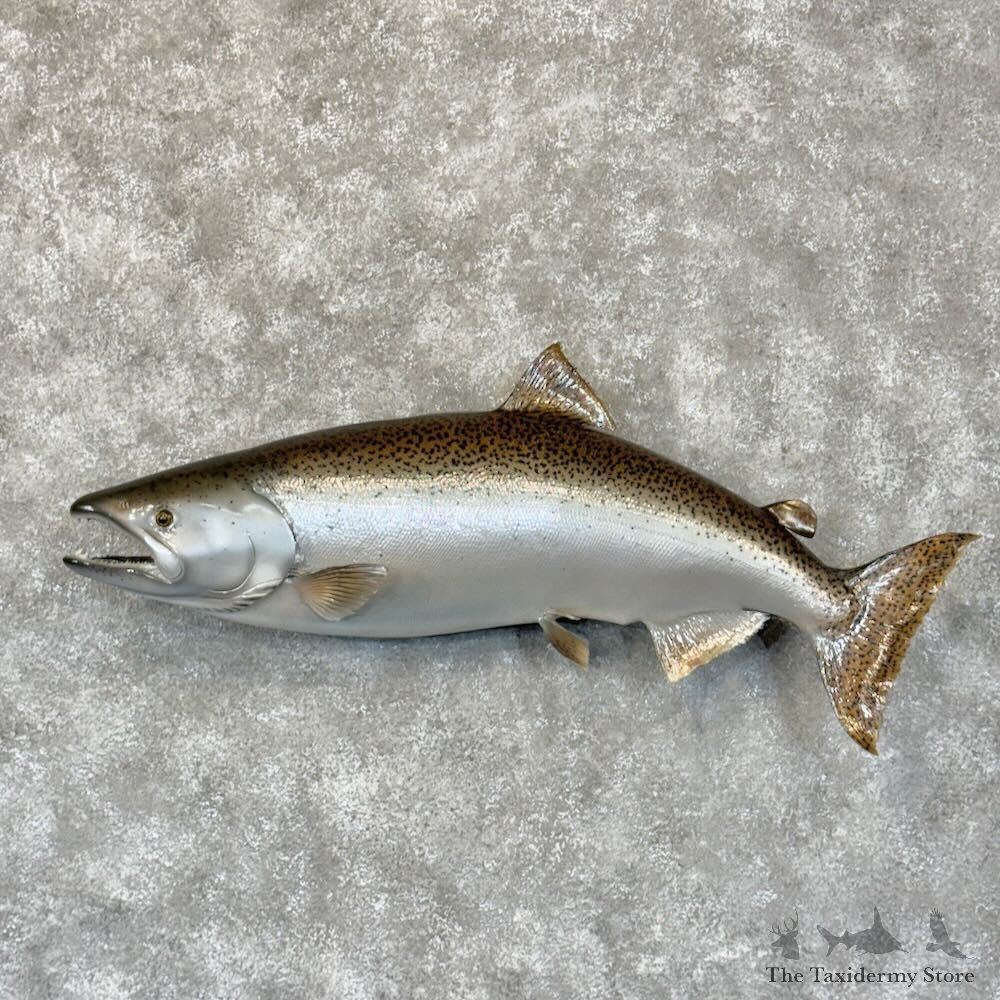 King Chinook Salmon Fish Mount For Sale #28777 @ The Taxidermy Store