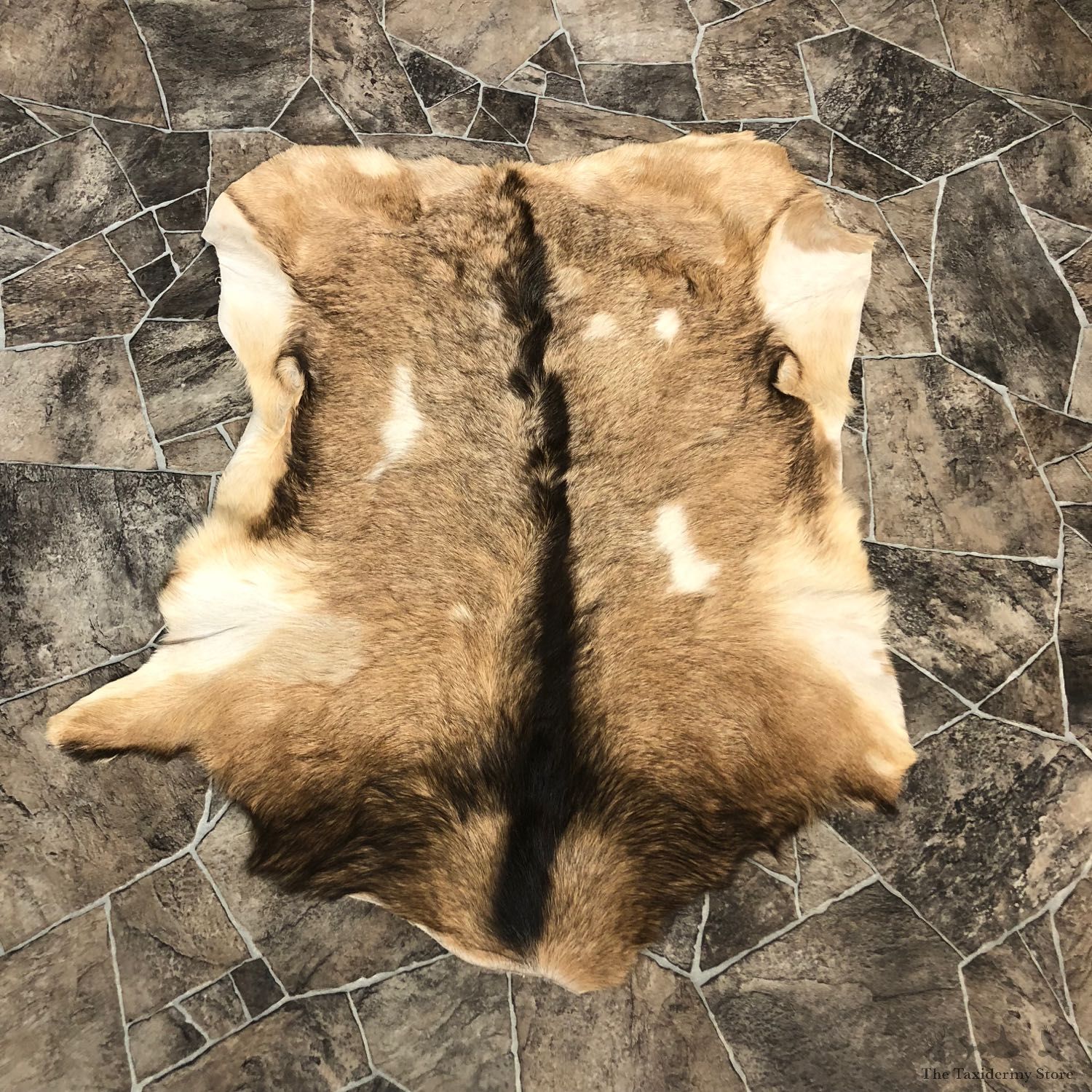 Goat Hide Taxidermy Tanned Skin For Sale #20093 @ The Taxidermy Store
