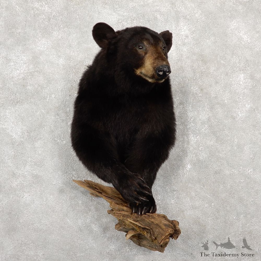 Black Bear Half-Life-Size Taxidermy Mount #18774 For Sale @ The Taxidermy Store