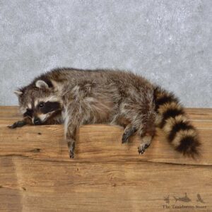 Laying Raccoon Mount For Sale #14995 @ The Taxidermy Store