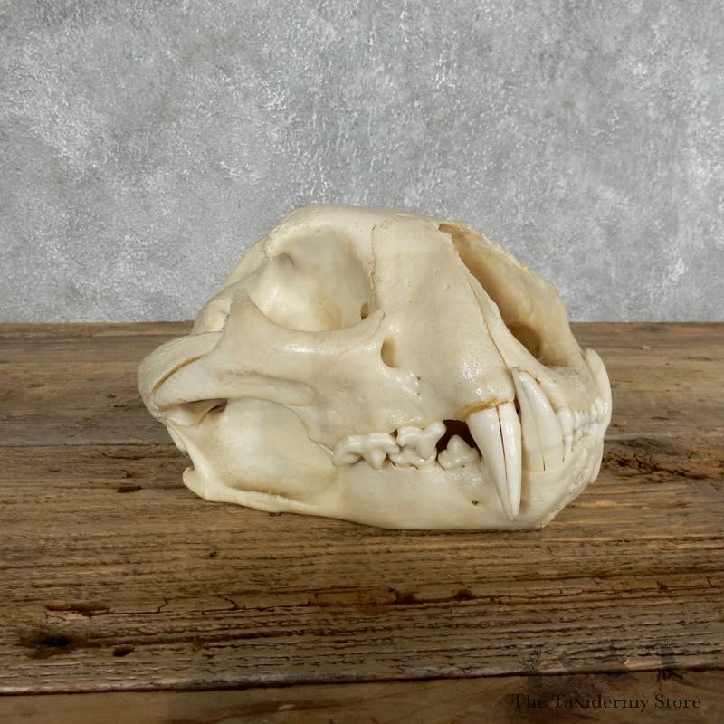 Mountain Lion (Cougar) Full Skull For Sale