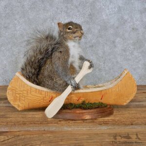 Novelty Canoe Squirrel Mount For Sale #14917 @ The Taxidermy Store