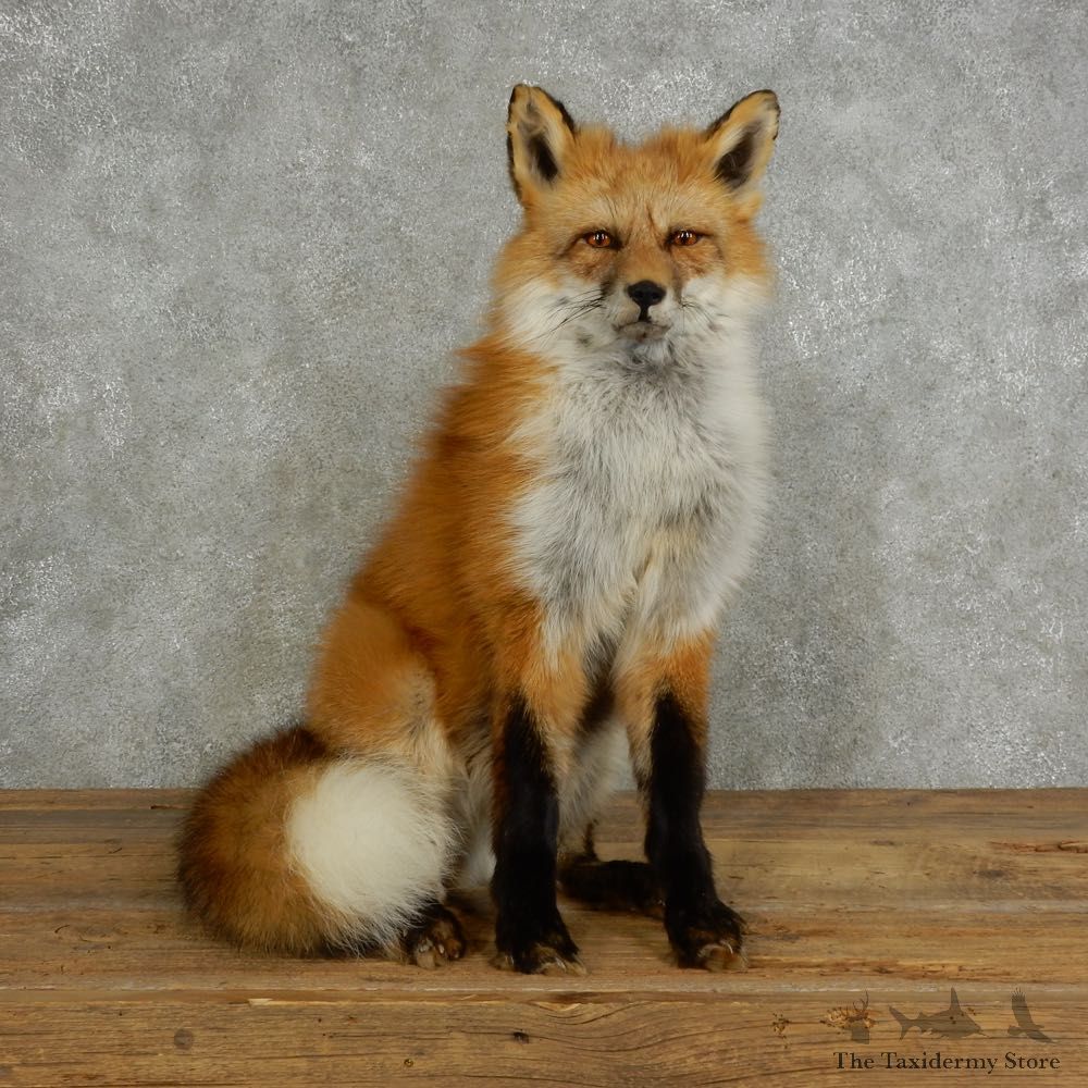 Red Fox Life-Size Mount For Sale #17039 @ The Taxidermy Store
