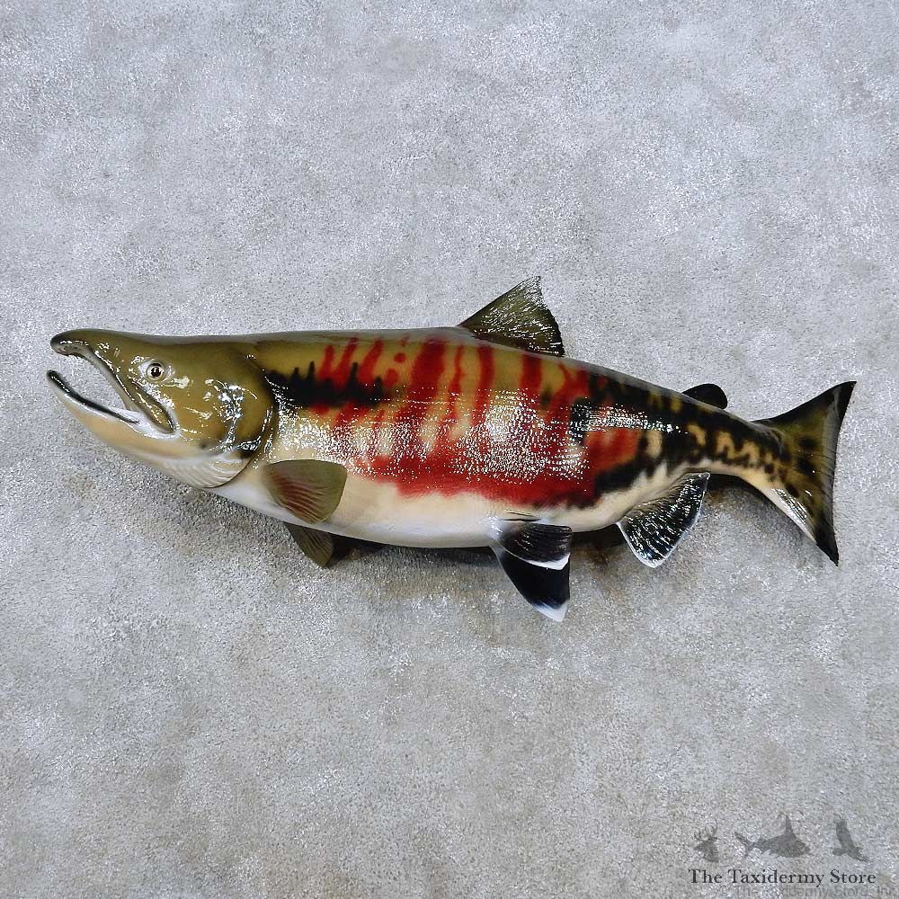 Chum Salmon Fish Mount For Sale #14375 @ The Taxidermy Store