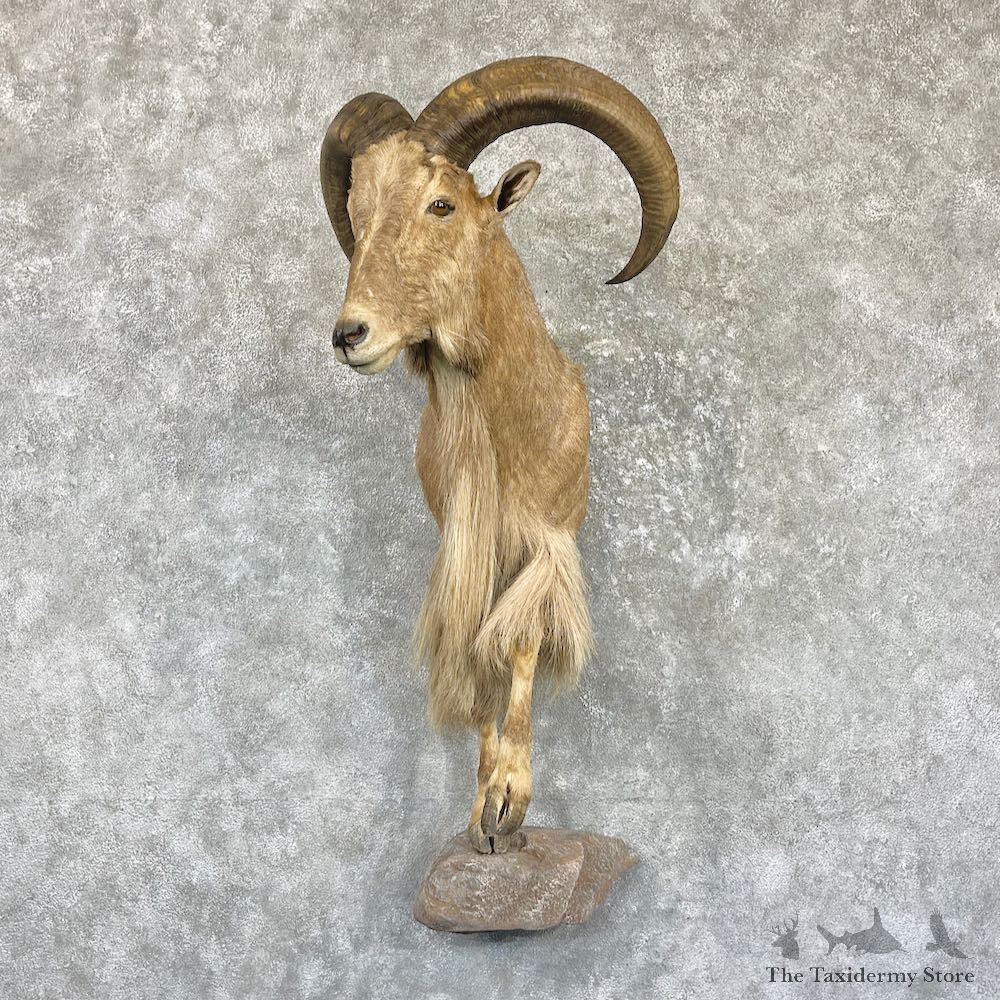 Aoudad 1/2 Life-Size Taxidermy Mount For Sale #26486 @ The Taxidermy Store