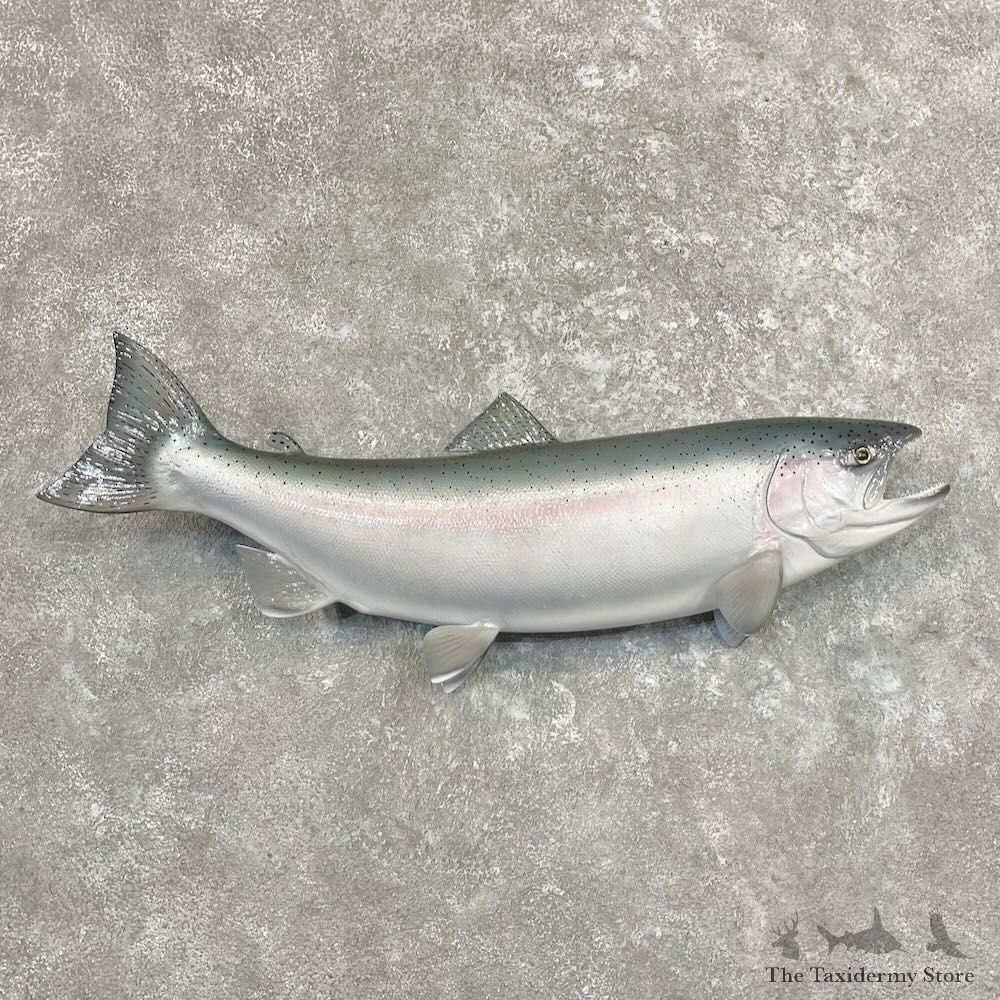 Steelhead Fish Mount For Sale #27686 @ The Taxidermy Store
