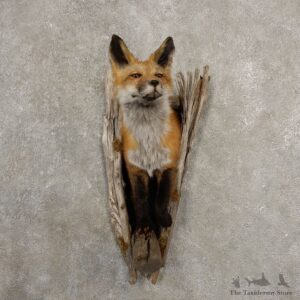 Red Fox Half Life-Size Mount For Sale #20540 @ The Taxidermy Store
