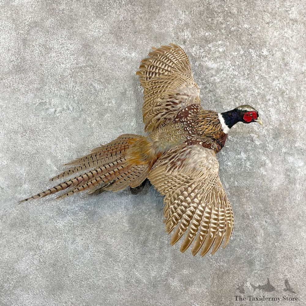 Ringneck Pheasant Bird Mount For Sale #27270 @ The Taxidermy Store