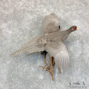 Abyssinian Pheasant Bird Mount For Sale #22766 @ The Taxidermy Store