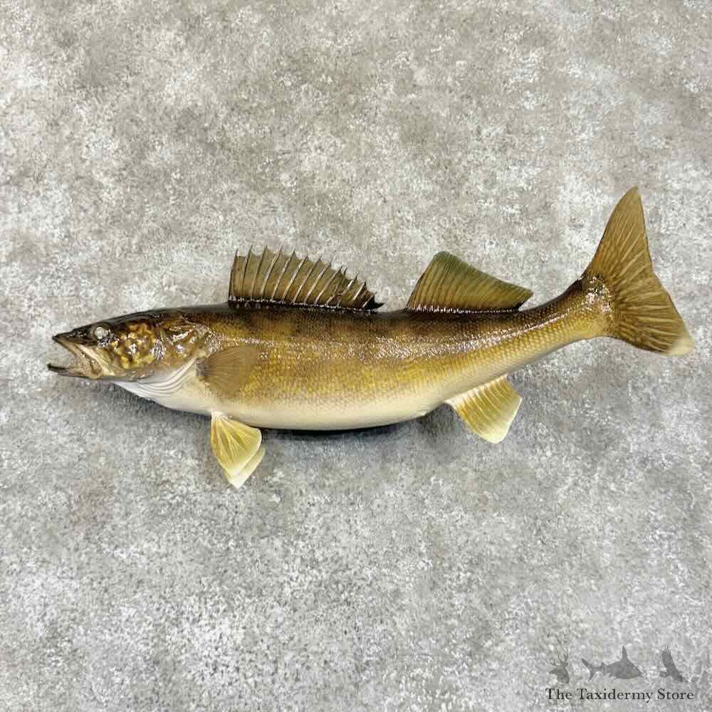 Walleye Fish Mount For Sale #30739 @ The Taxidermy Store