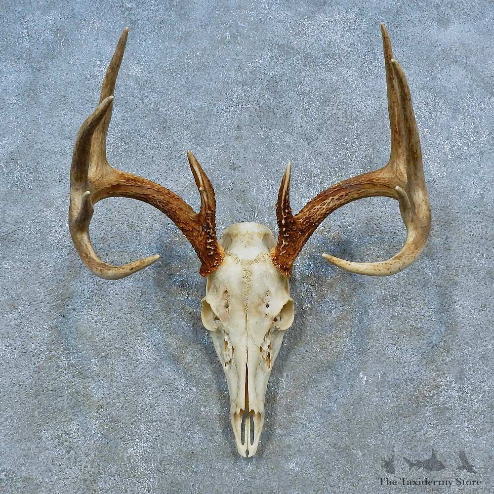 Whitetail Deer Skull Antler European Mount For Sale #15522 @ The Taxidermy Store