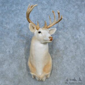White Whitetail Deer Shoulder Mount For Sale #15551 @ The Taxidermy Store