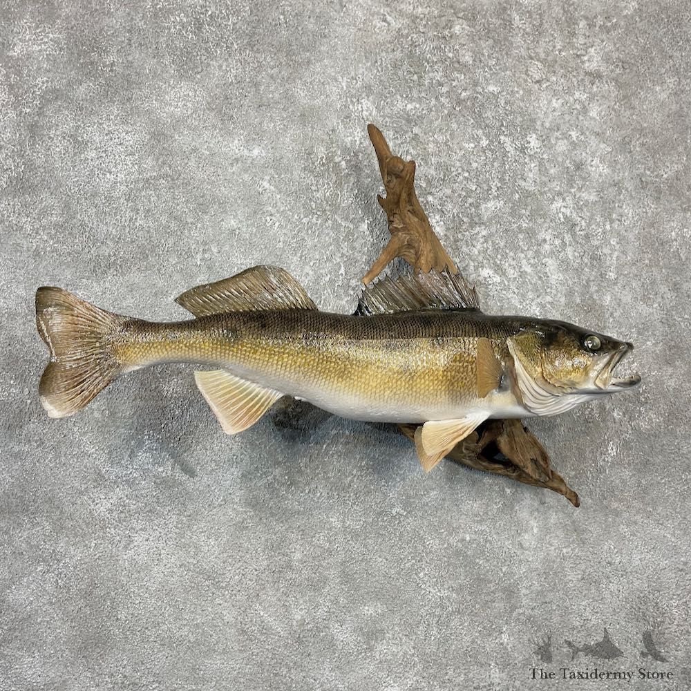 Walleye Taxidermy Fish Mount #26125 For Sale @ The Taxidermy Store