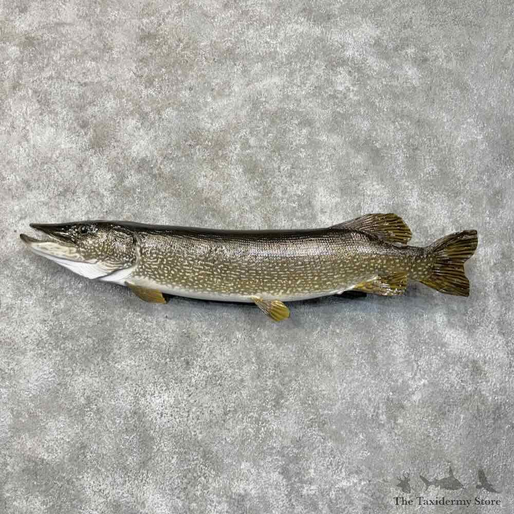 Northern Pike Fish Mount For Sale #30452 @ The Taxidermy Store