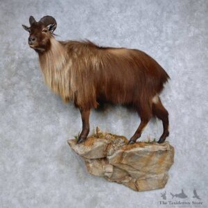 Himalayan Tahr Life Size Mount For Sale #14605 @ The Taxidermy Store