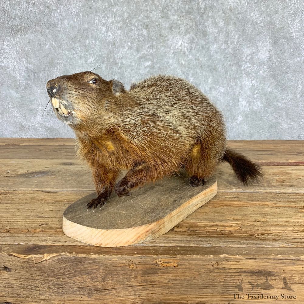 Woodchuck Prop Taxidermy Mount For Sale #21759 @ The Taxidermy Store