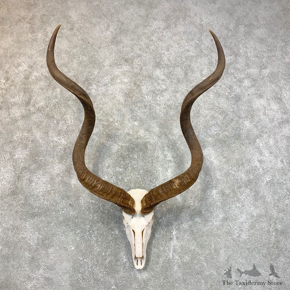 Greater Kudu Skull European Mount For Sale #23950 @ The Taxidermy Store