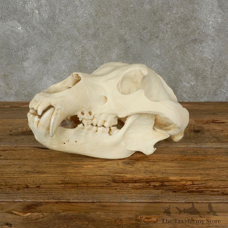 Brown Bear Life-Size Mount For Sale #17479 @ The Taxidermy Store