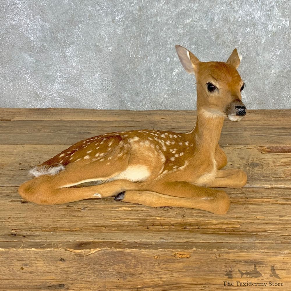 Whitetail Deer Fawn Life-Size Mount For Sale #23312 - The Taxidermy Store