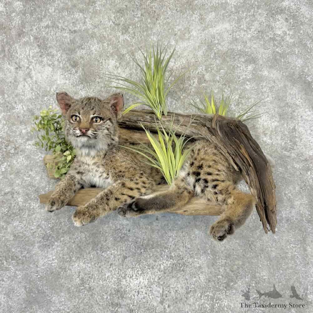 Bobcat Life Size Mount For Sale #32122 @ The Taxidermy Store