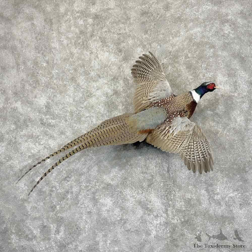 Ringneck Pheasant Bird Mount For Sale #31992 @ The Taxidermy Store