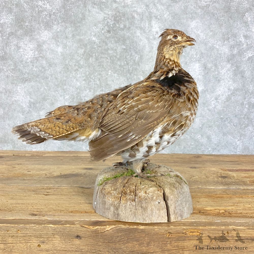 Ruffed Grouse Bird Mount For Sale #21396 @ The Taxidermy Store