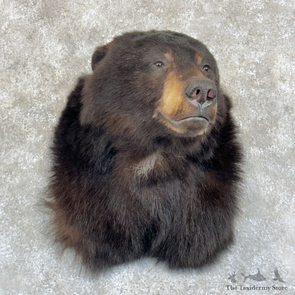 Black Bear Shoulder Mount For Sale #29211 @ The Taxidermy Store