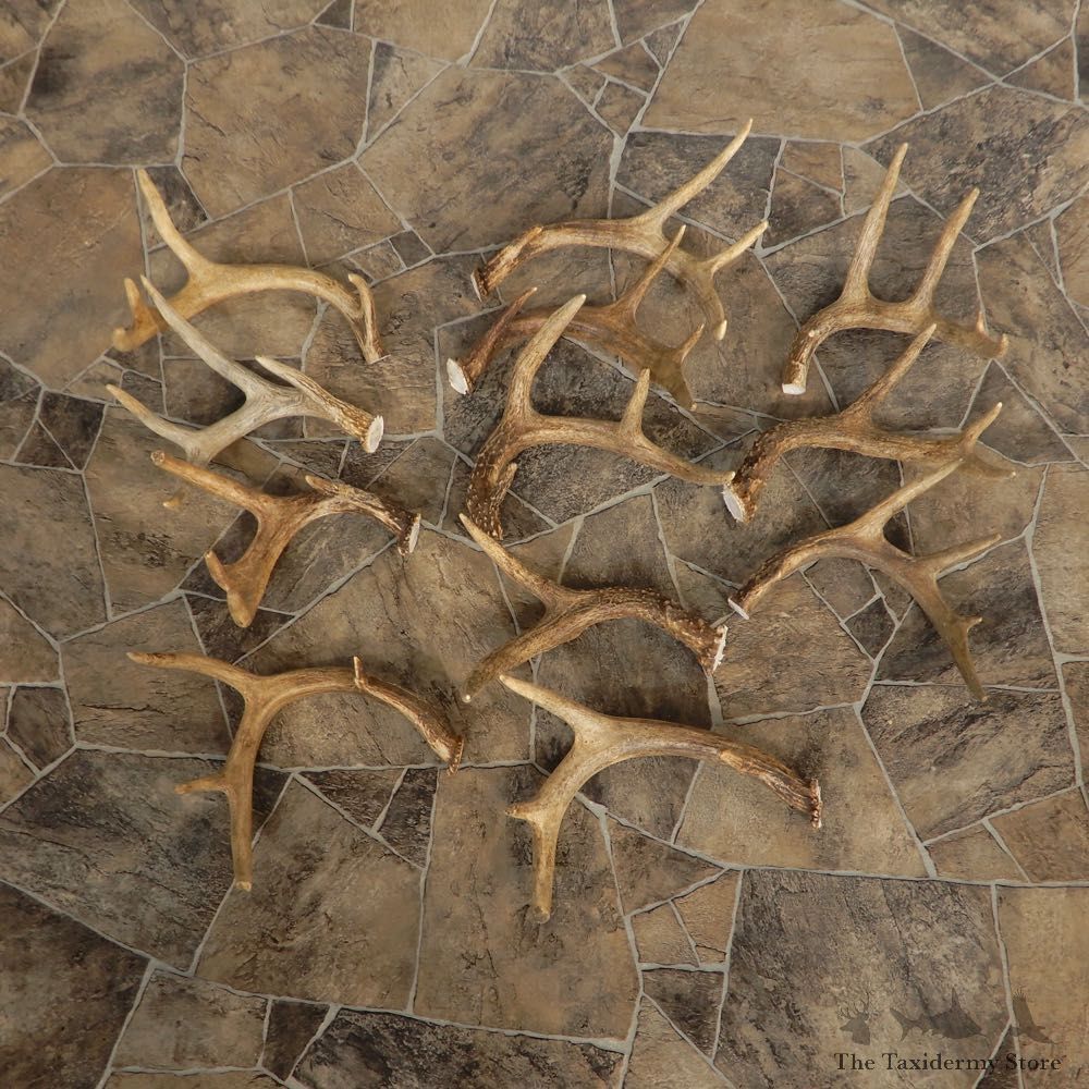 Whitetail Deer Antler Craft Pack For Sale #21335 @ The Taxidermy Store