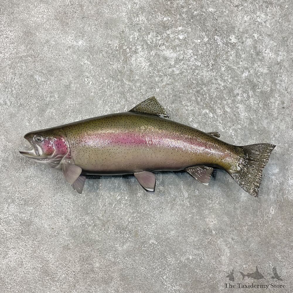 Rainbow Trout Fish Mount For Sale #27539 @ The Taxidermy Store