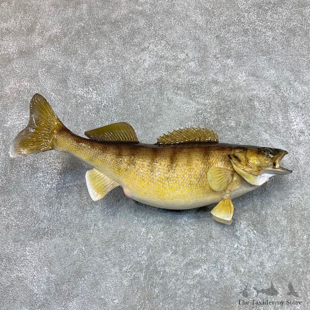 Walleye Taxidermy Mount For Sale #22491 @ The Taxidermy Store