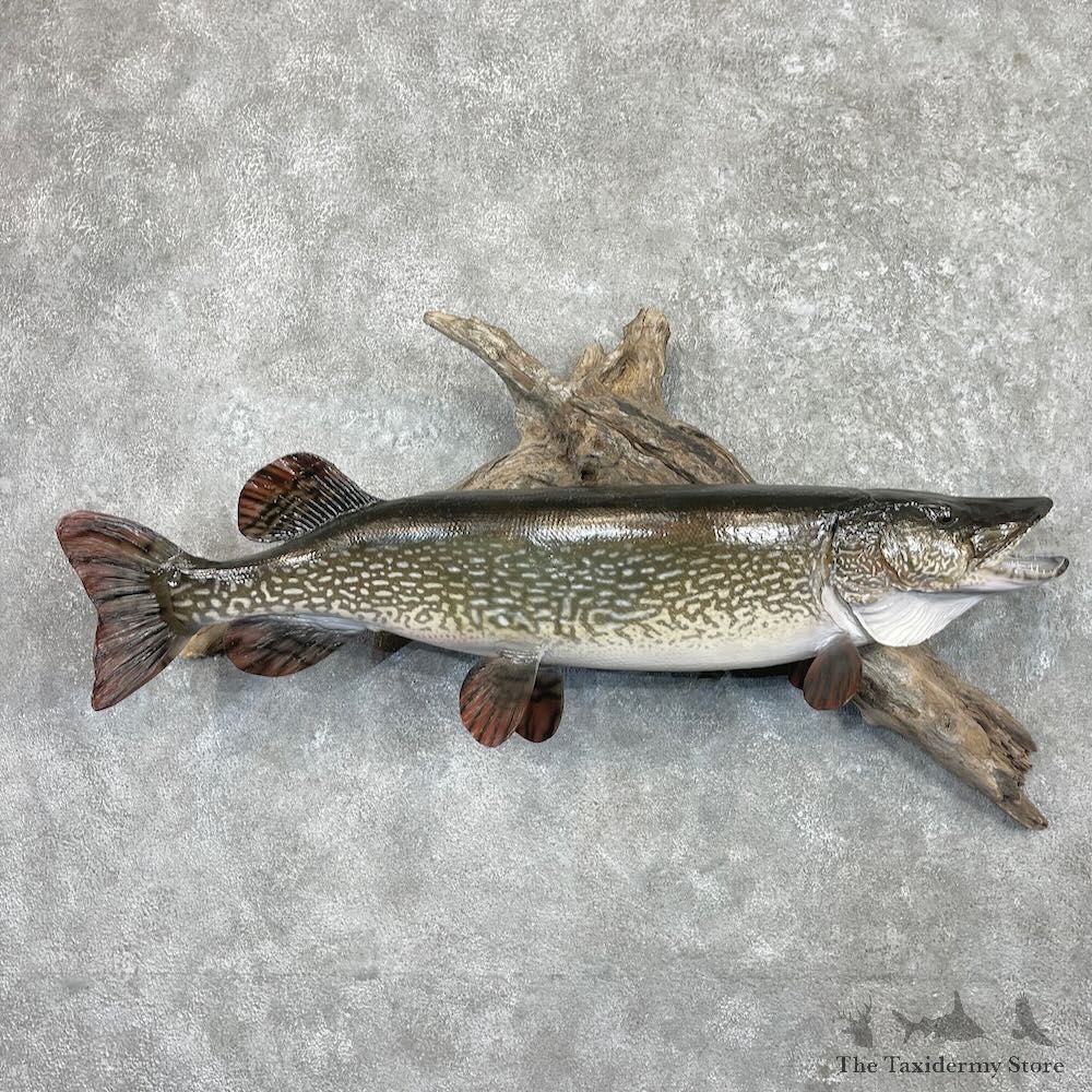 Northern Pike Fish Mount For Sale #27417 @ The Taxidermy Store