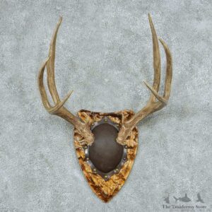 Mule Deer Antler Plaque Mount #13770 For Sale @ The Taxidermy Store