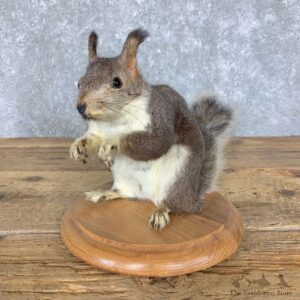 Abert's Squirrel Mount For Sale #23632 @ The Taxidermy Store