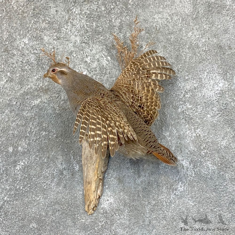 Hungarian Grey Partridge Mount For Sale #22735 @ The Taxidermy Store