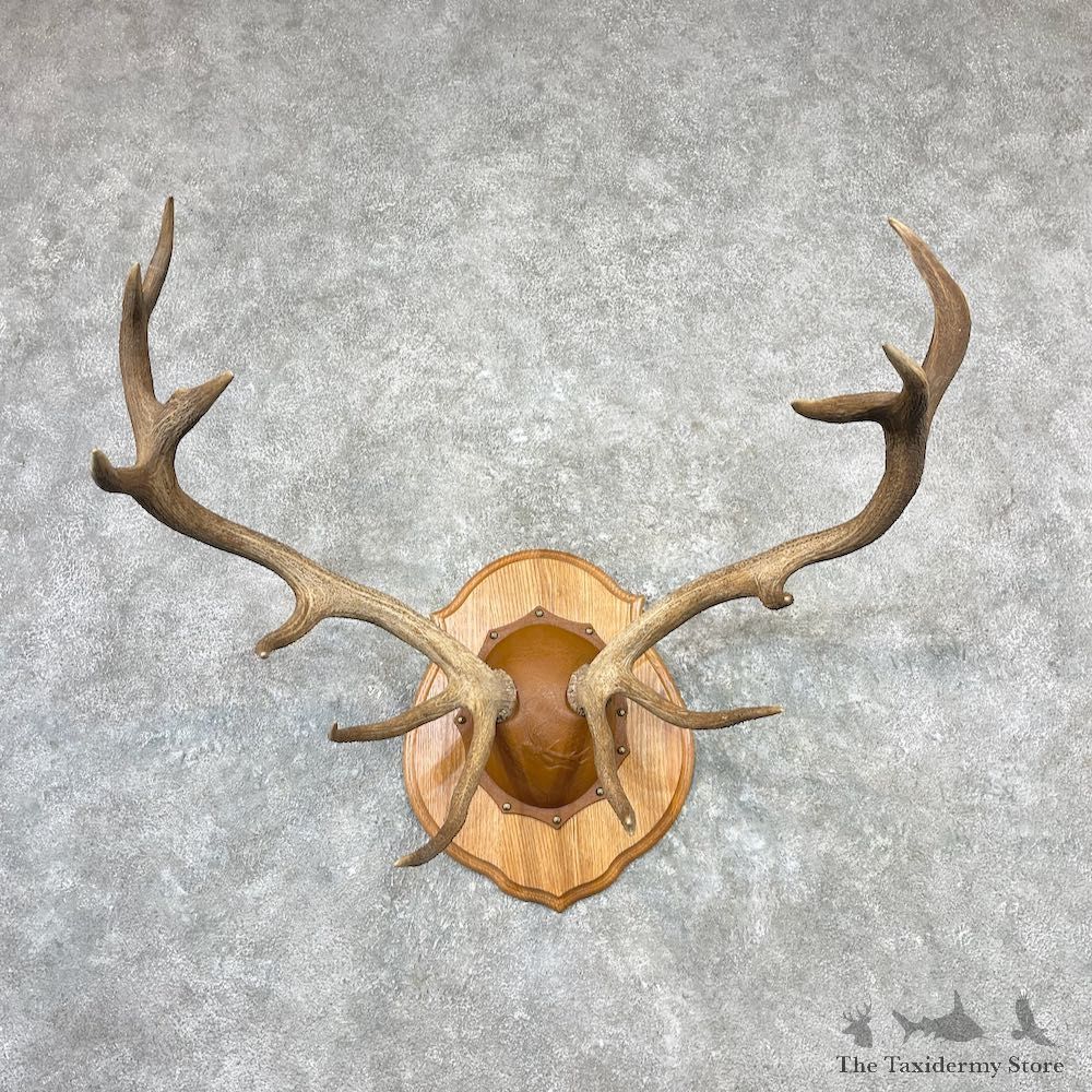 Red Deer Stag Plaque Mount For Sale #27082 @ The Taxidermy Store
