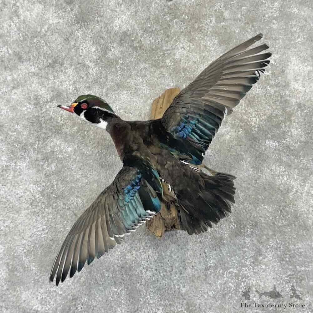 Wood Duck Bird Mount For Sale #30846 @ The Taxidermy Store