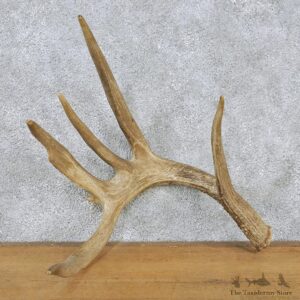 Whitetail Deer Taxidermy Antler Shed #12560 For Sale @ The Taxidermy Store