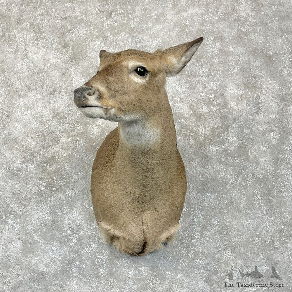Whitetail Deer Doe Shoulder Mount For Sale #28086 @ The Taxidermy Store