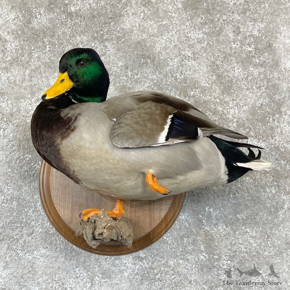 Mallard Duck Drake Bird Mount For Sale #28129 - The Taxidermy Store