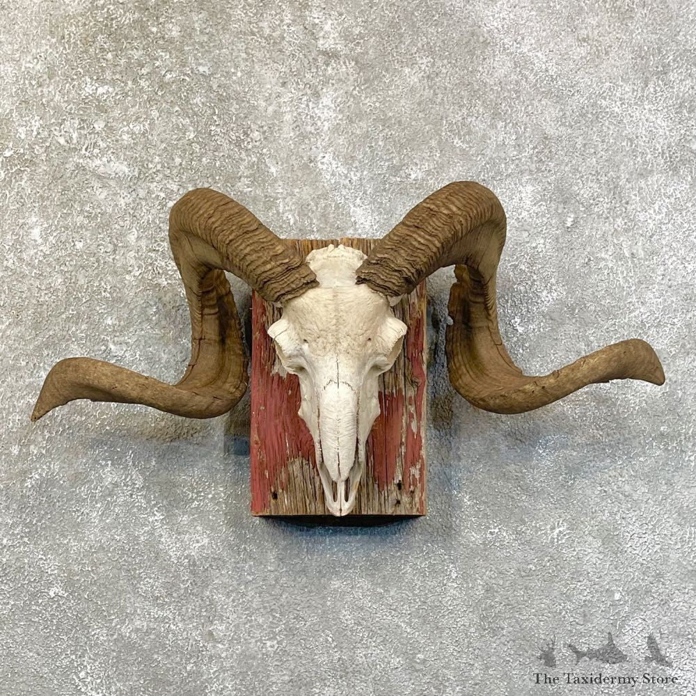 Corsican Ram Skull European Mount For Sale #24625 @ The Taxidermy Store
