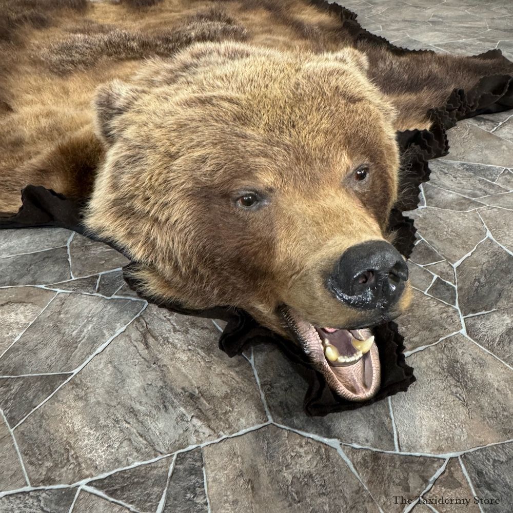 Grizzly Bear Full Size Rug Mount For Sale #29302 @ The Taxidermy Store